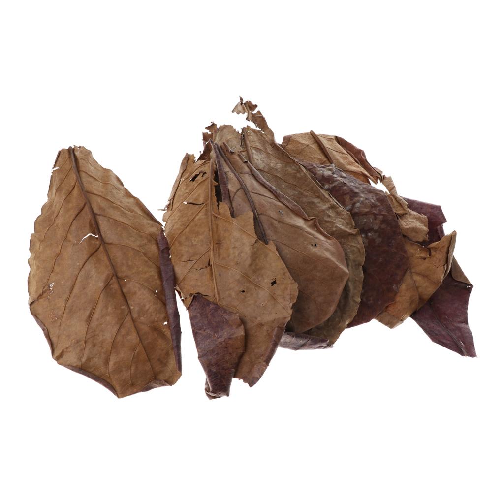 Betta Fish Tank - Feuilles d'amande indienne marron pour aquariums