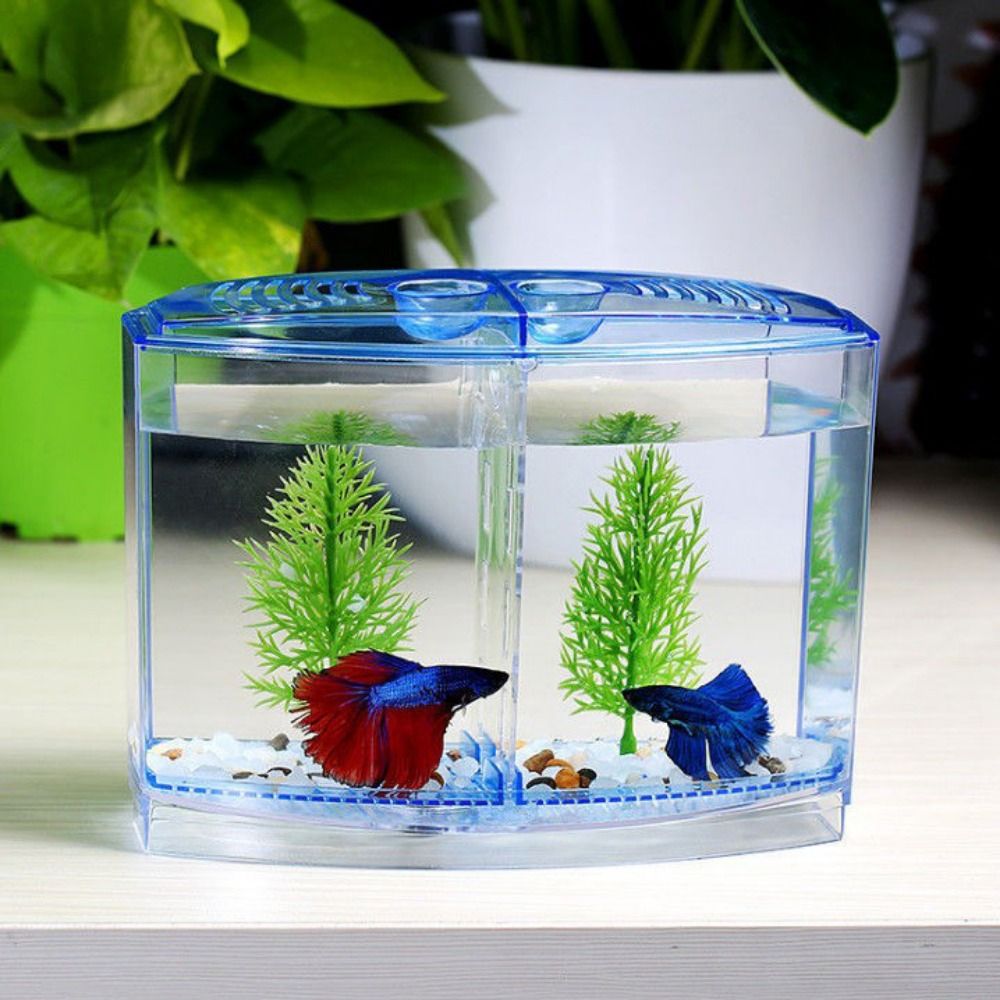 Aquarium Fish Betta - Poisson Betta précieux transparent, aquarium Guppy