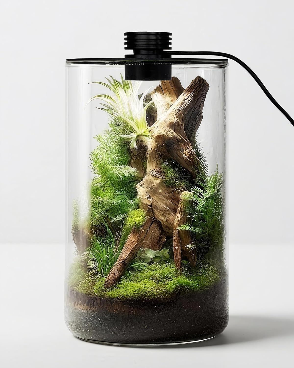 Aquarium Plants - Terrarium en verre d'intérieur avec lampe