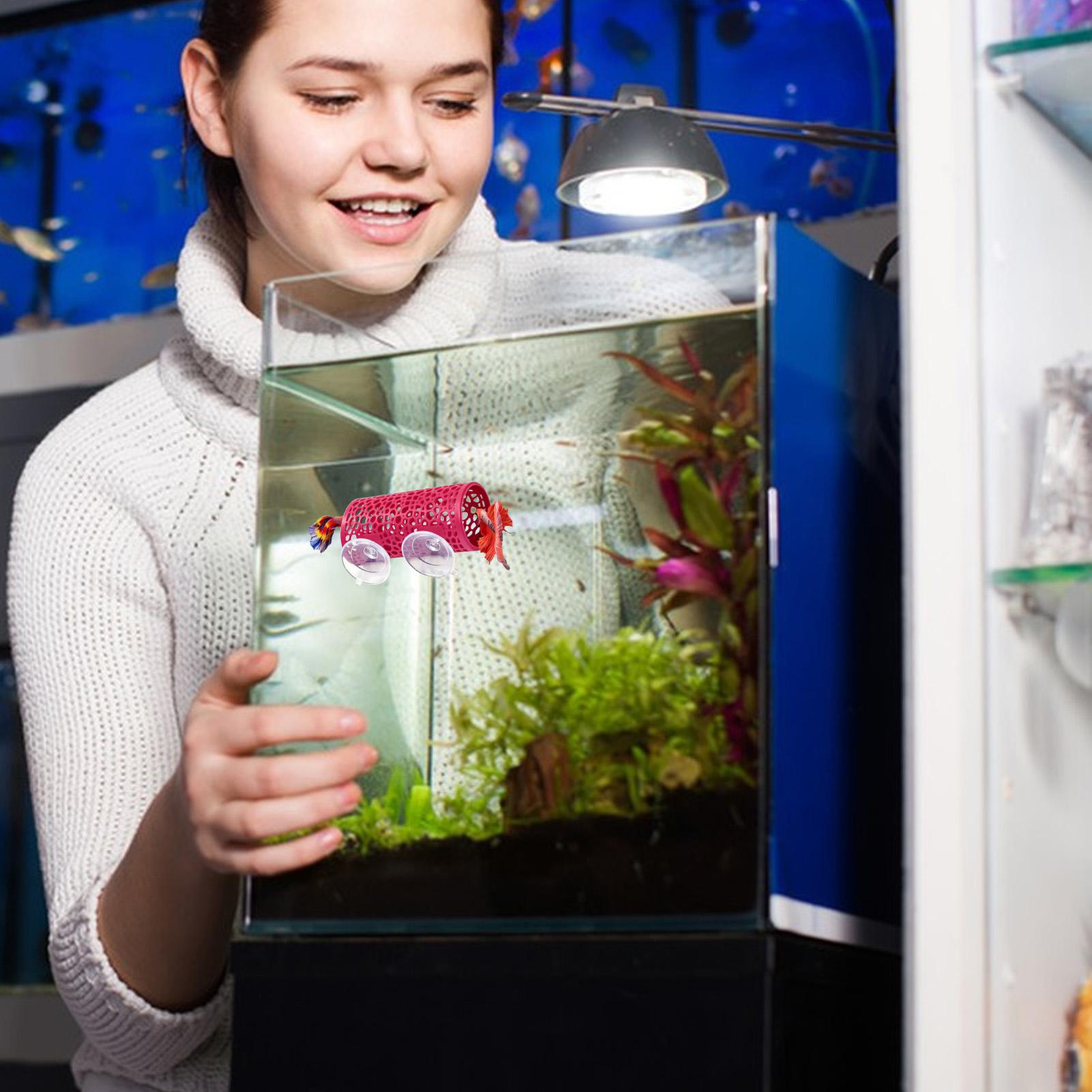 Habitat pour betta, abri de re - Aquarium Fish Betta avis et prix