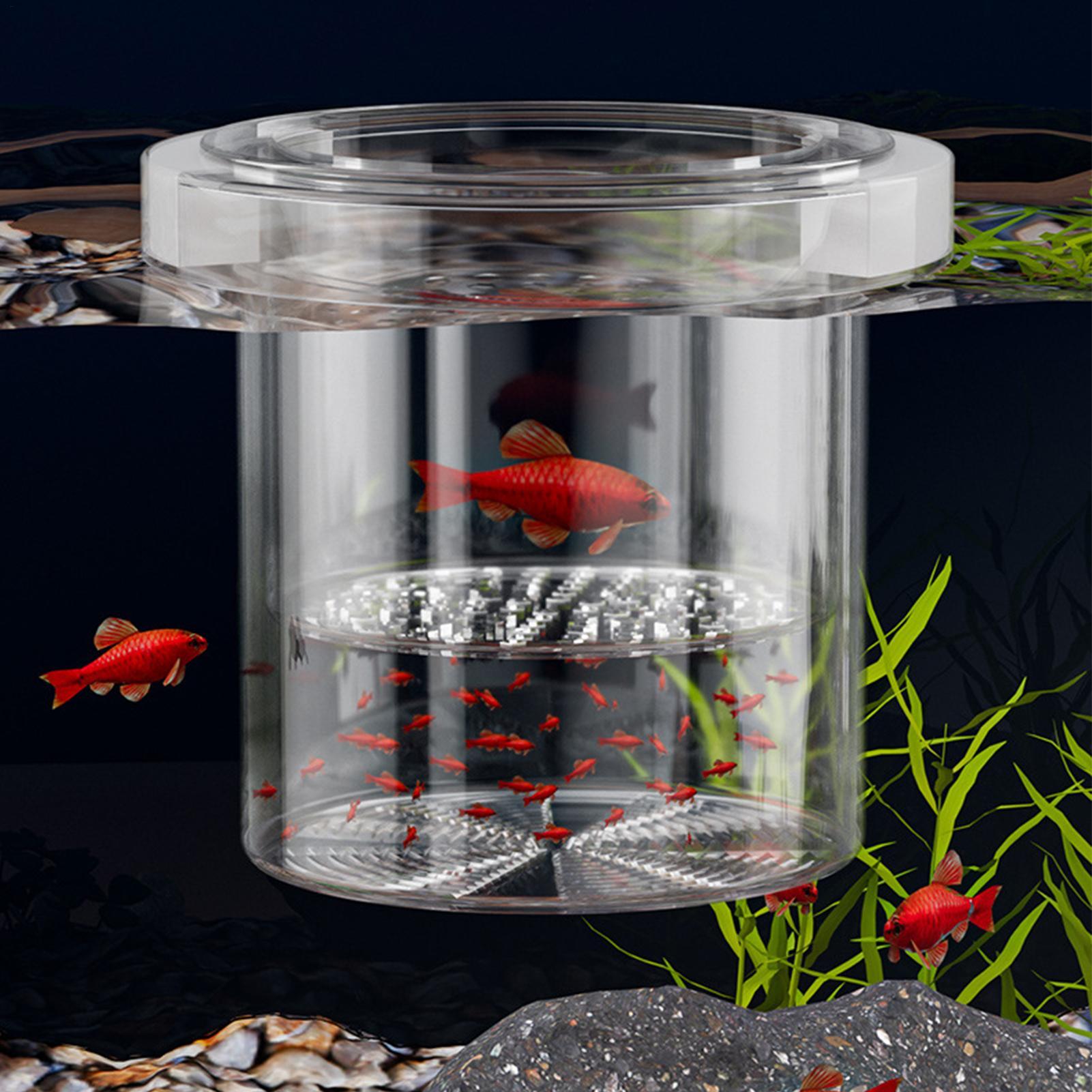 Boîte d'élevage de poissons du - Betta Fish Tank avis et prix