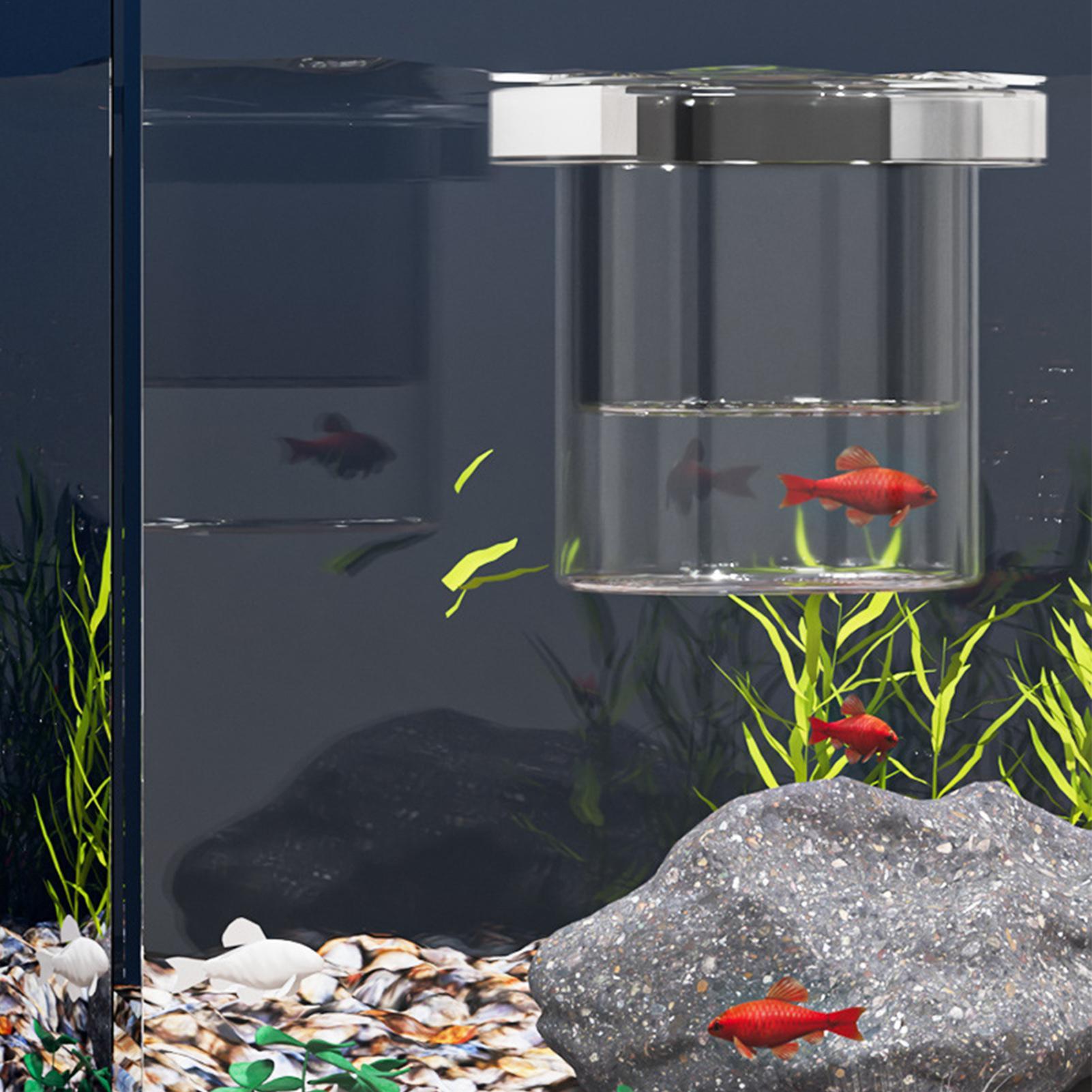 Boîte d'élevage de poissons du - Betta Fish Tank avis et prix
