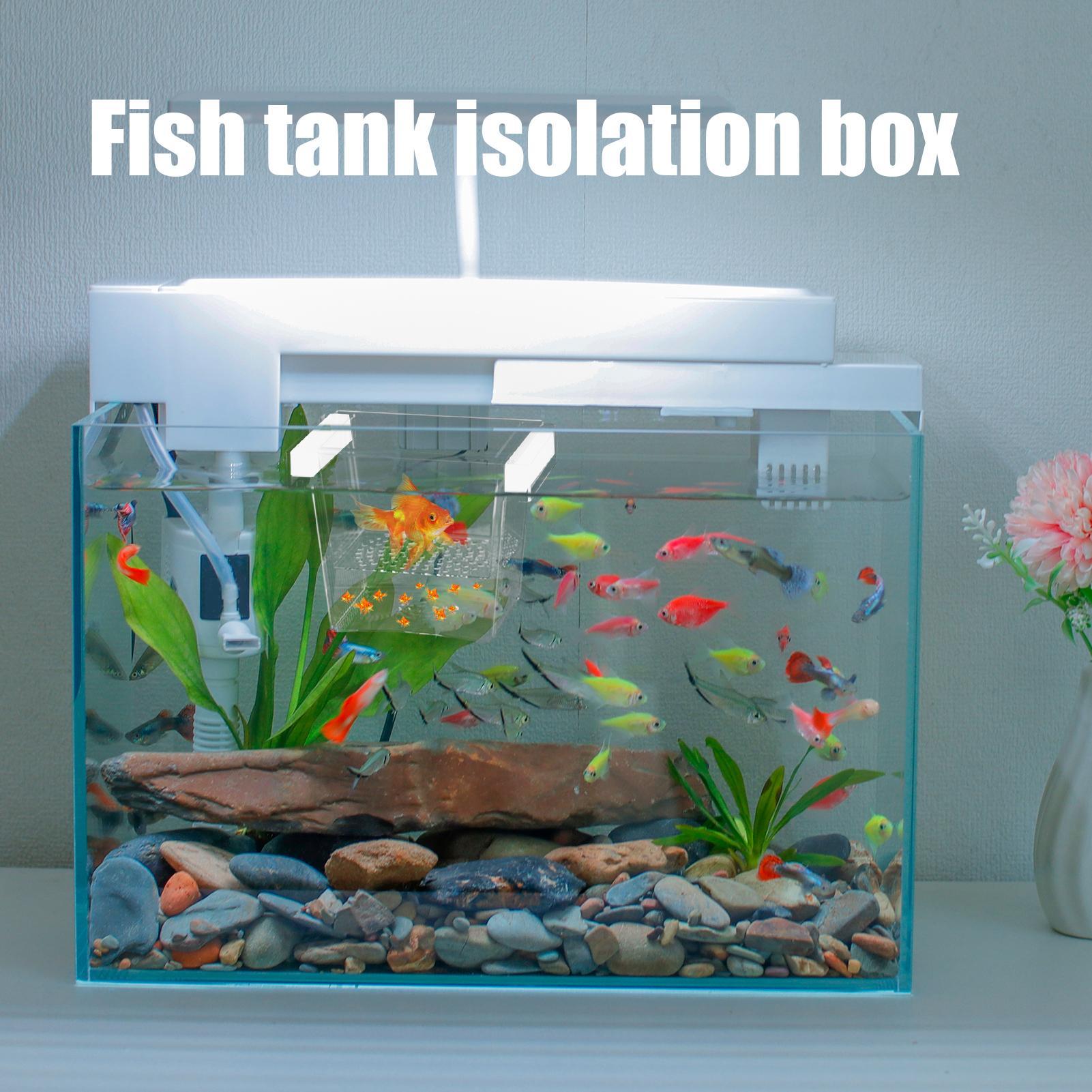 Boîte d'élevage de poissons du - Betta Fish Tank avis et prix