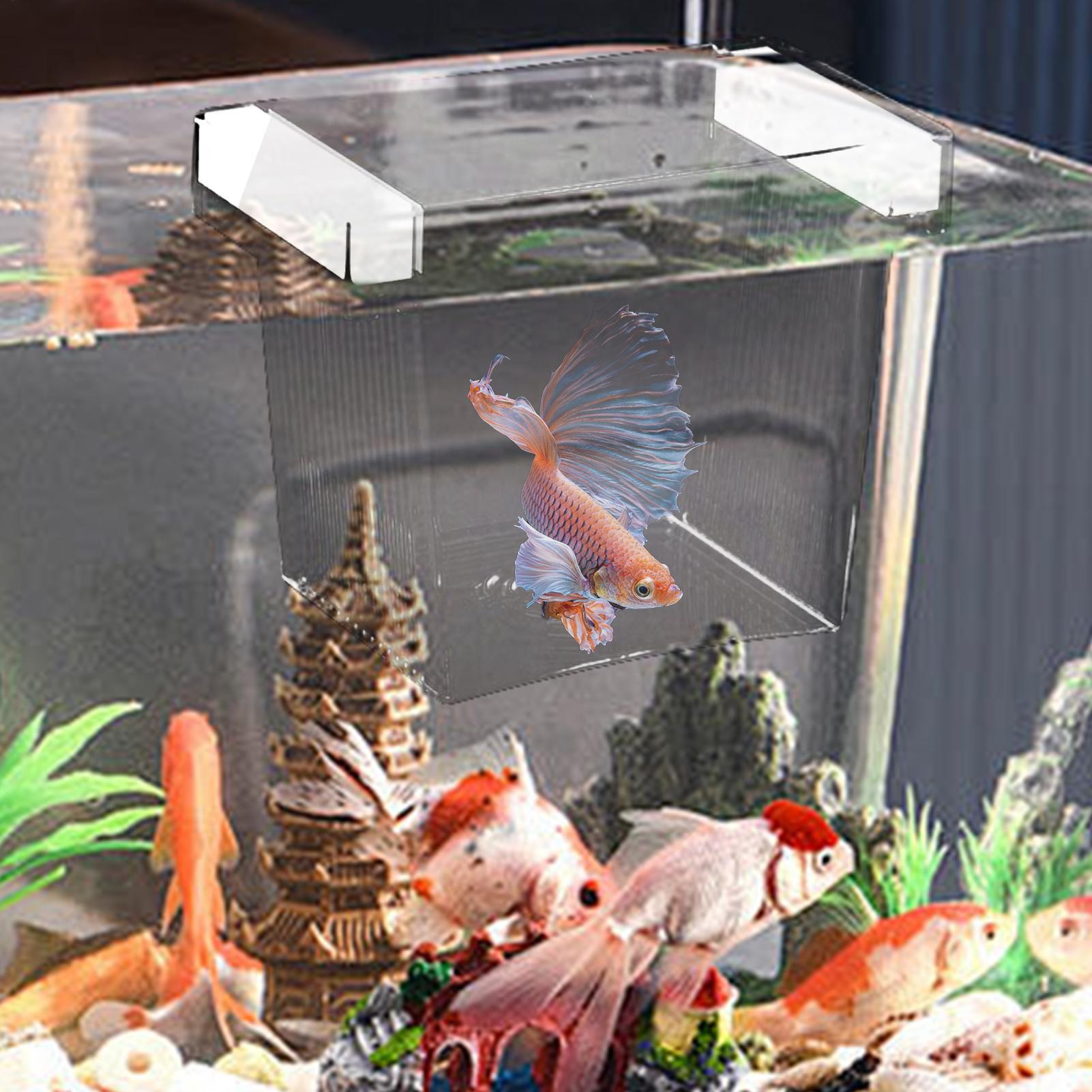 Boîte d'isolement flottante po - Aquarium Fish Betta avis et prix