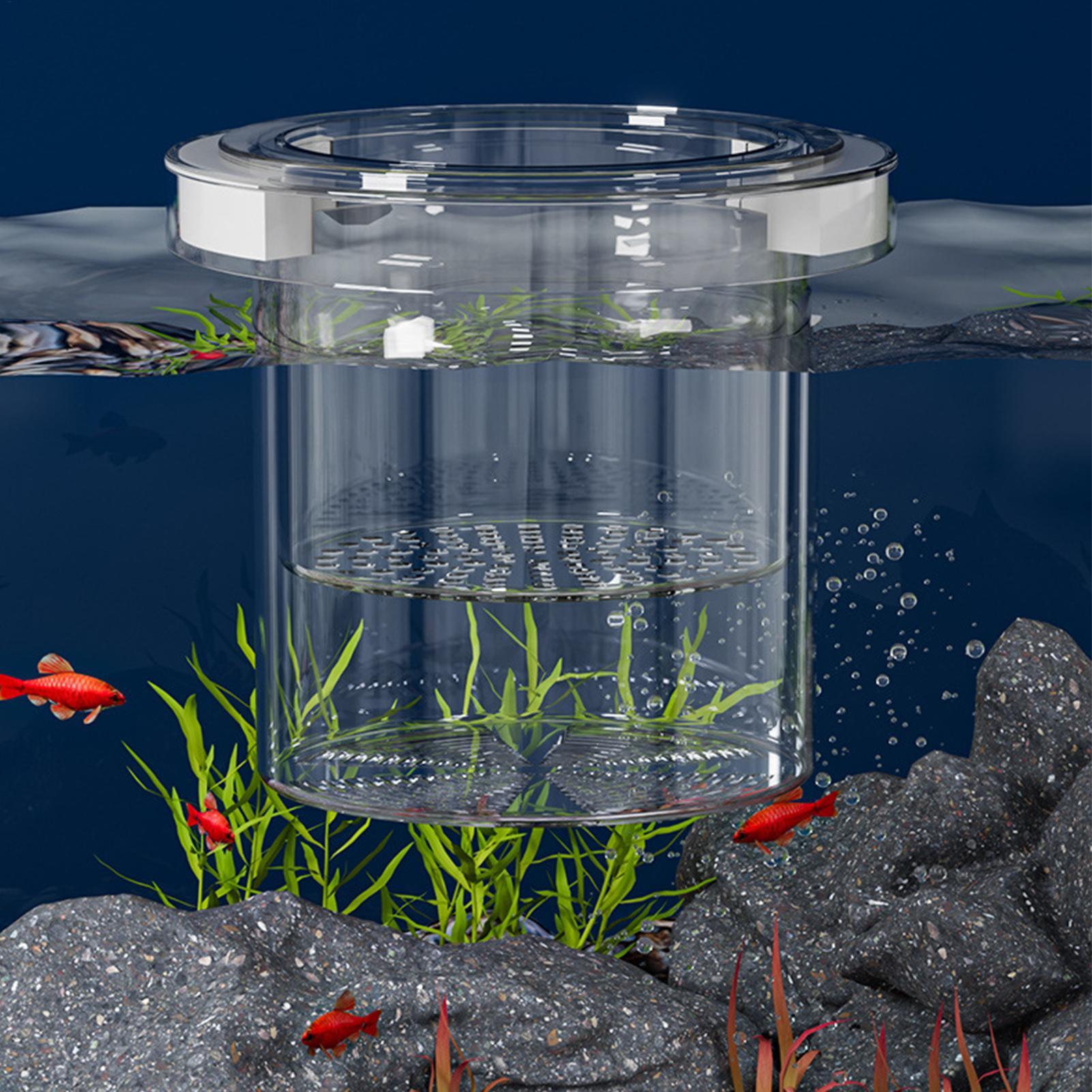 Boîte d'isolement flottante po - Aquarium Fish Betta avis et prix