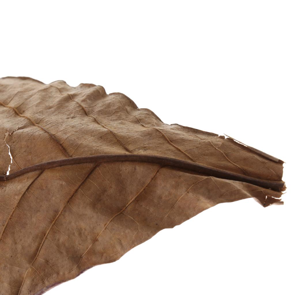 Feuilles d'amande indienne mar - Betta Fish Tank avis et prix