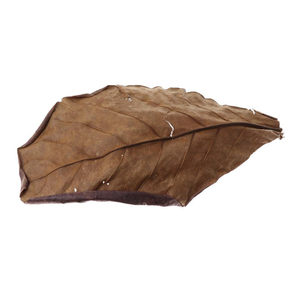 Feuilles d'amande indienne mar - Betta Fish Tank avis et prix