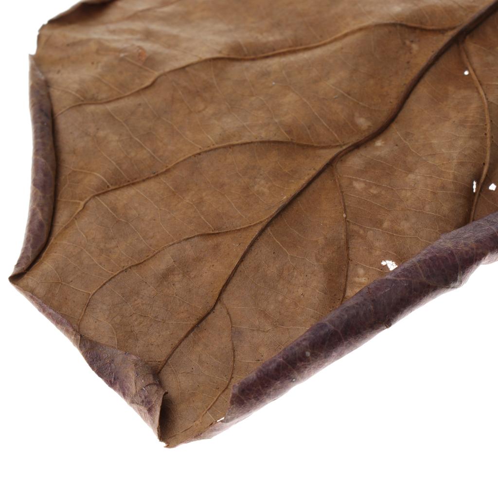 Feuilles d'amande indienne mar - Betta Fish Tank avis et prix