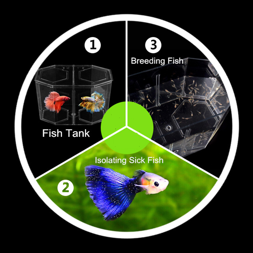 Acrylique deux fentes Guppy Aq - Betta Fish Tank avis et prix