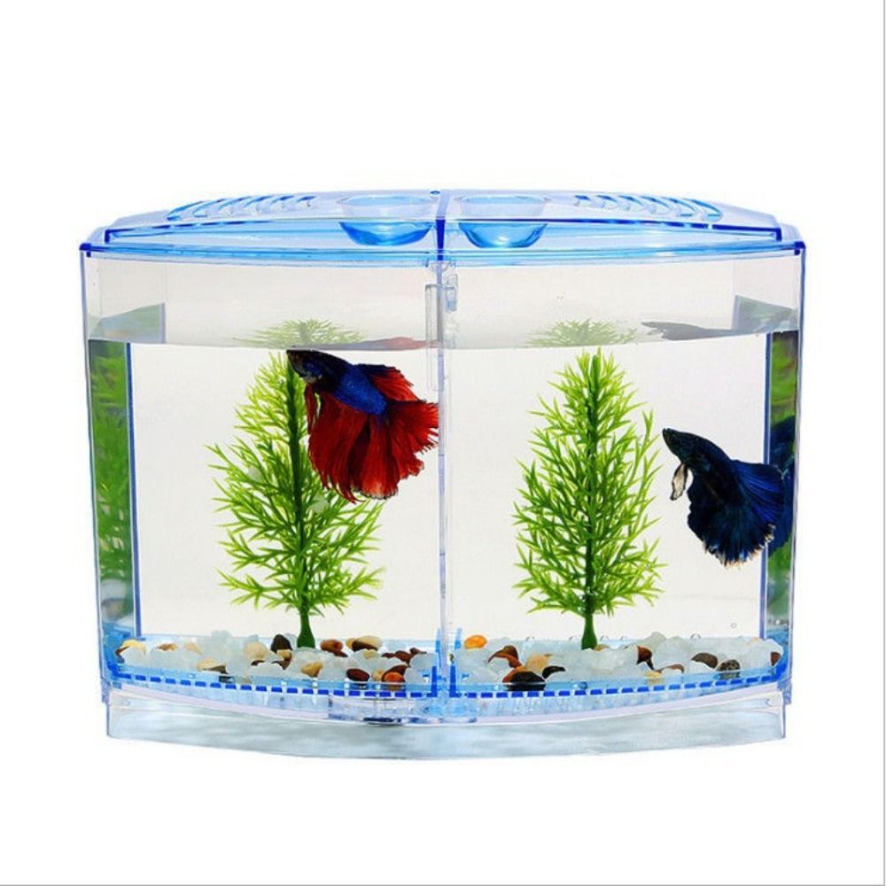 Poisson Betta précieux transpa - Aquarium Fish Betta avis et prix