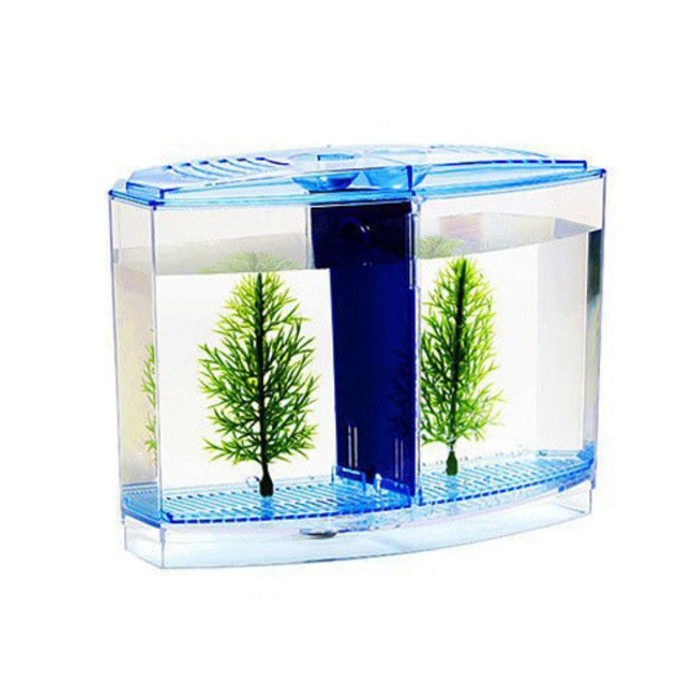 Poisson Betta précieux transpa - Aquarium Fish Betta avis et prix