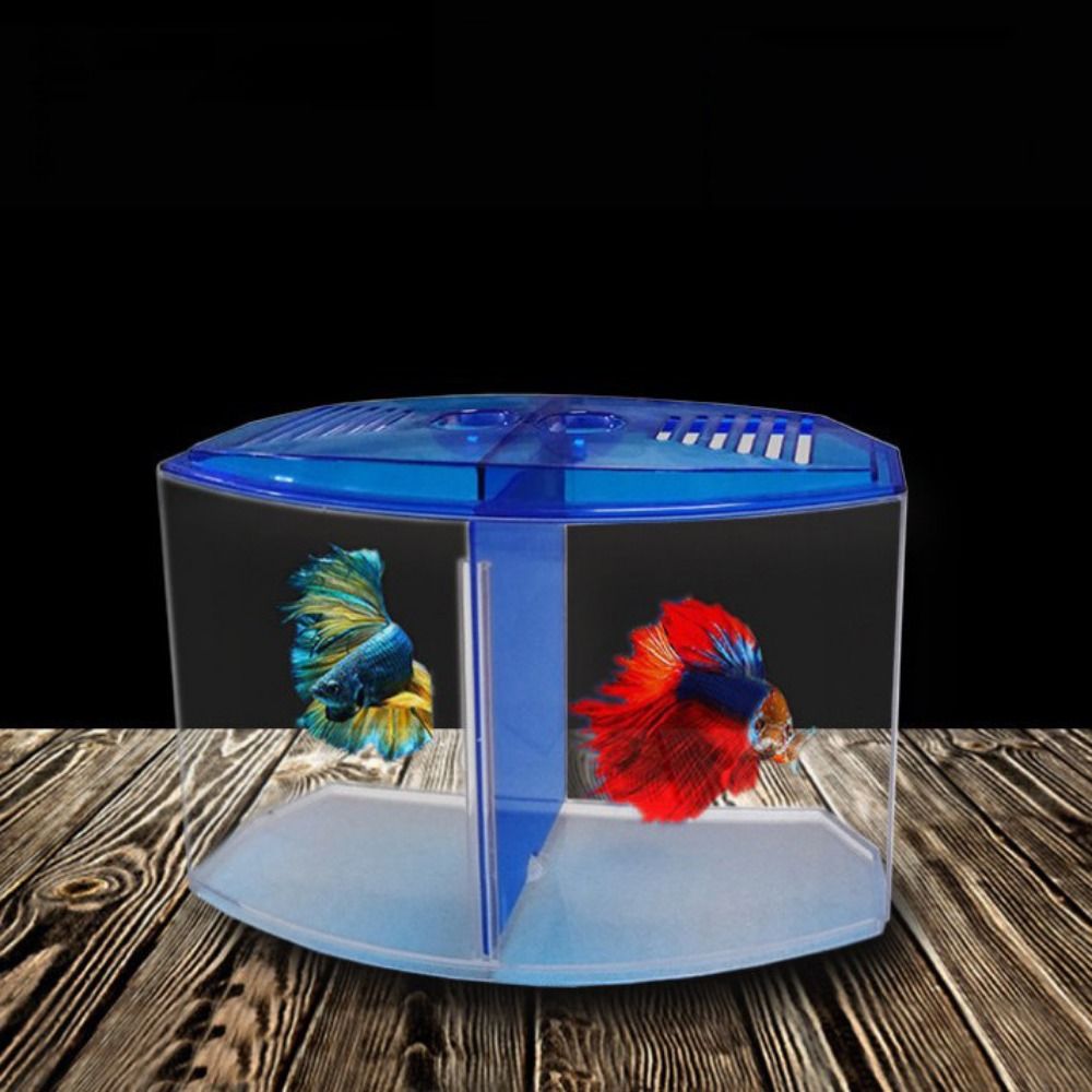 Poisson Betta précieux transpa - Aquarium Fish Betta avis et prix
