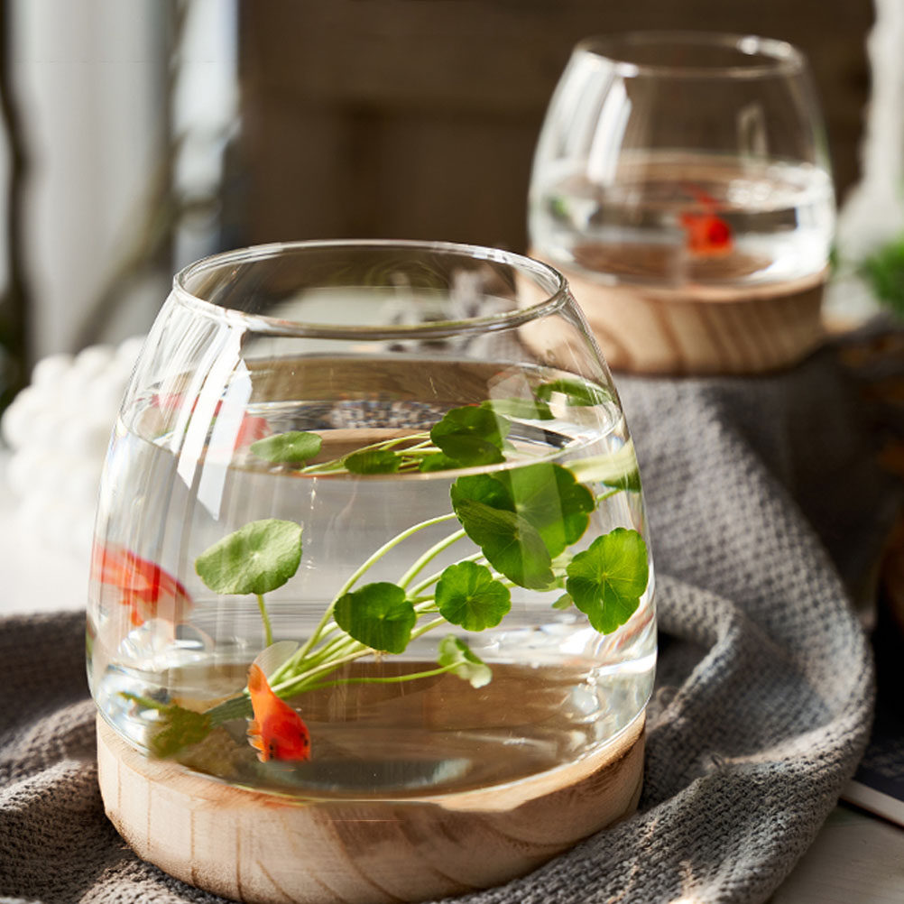 1 ensemble de terrarium hydrop - Aquarium Fish Betta avis et prix
